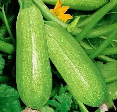 痛风吃小瓜  第1张